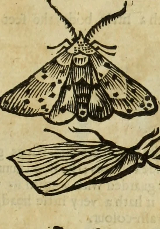 An illustration from The history of four-footed beasts and serpents., 1658, leaf 928