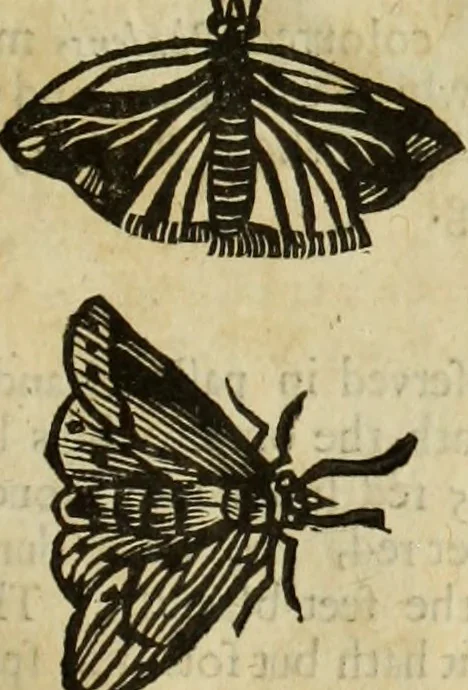 An illustration from The history of four-footed beasts and serpents., 1658, leaf 928