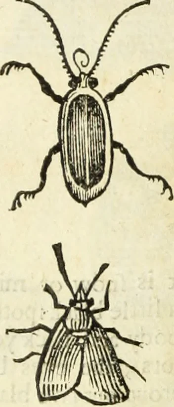 An illustration from The history of four-footed beasts and serpents., 1658, leaf 929