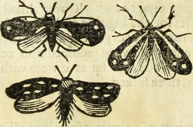 An illustration from The history of four-footed beasts and serpents., 1658, leaf 929