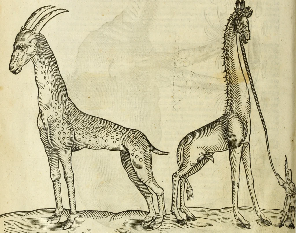 An illustration from The history of four-footed beasts and serpents., 1658, leaf 93