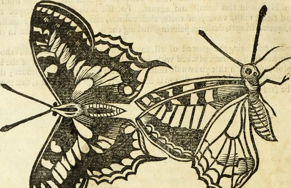 An illustration from The history of four-footed beasts and serpents., 1658, leaf 931