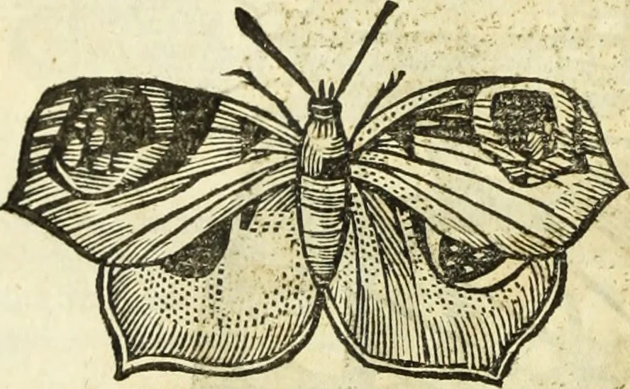 An illustration from The history of four-footed beasts and serpents., 1658, leaf 931