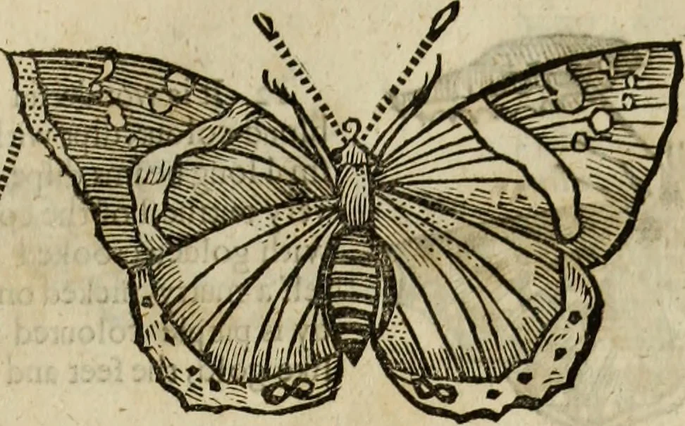 An illustration from The history of four-footed beasts and serpents., 1658, leaf 932