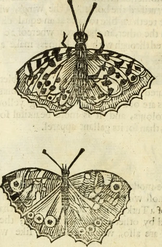 An illustration from The history of four-footed beasts and serpents., 1658, leaf 933