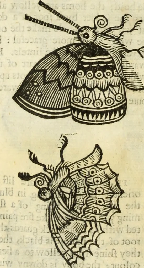 An illustration from The history of four-footed beasts and serpents., 1658, leaf 933