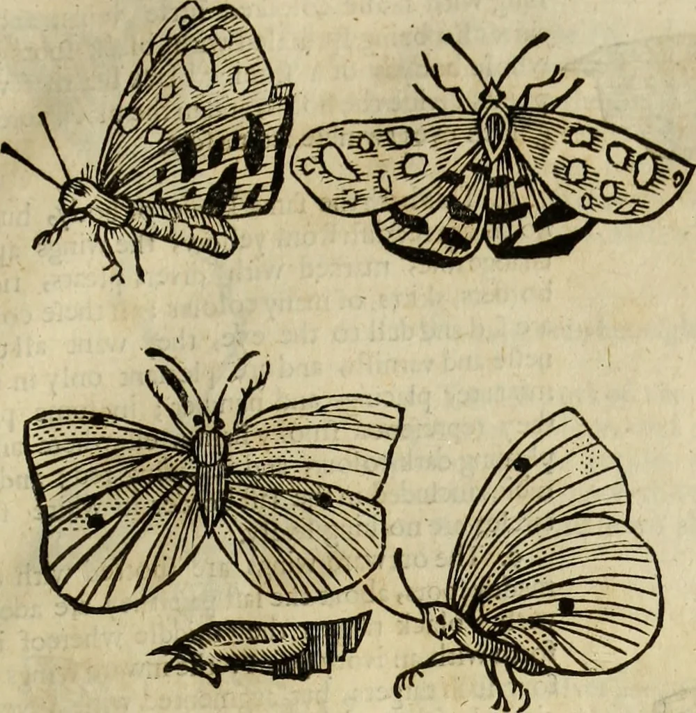 An illustration from The history of four-footed beasts and serpents., 1658, leaf 934