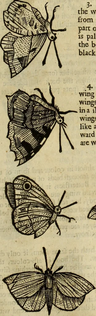 An illustration from The history of four-footed beasts and serpents., 1658, leaf 934