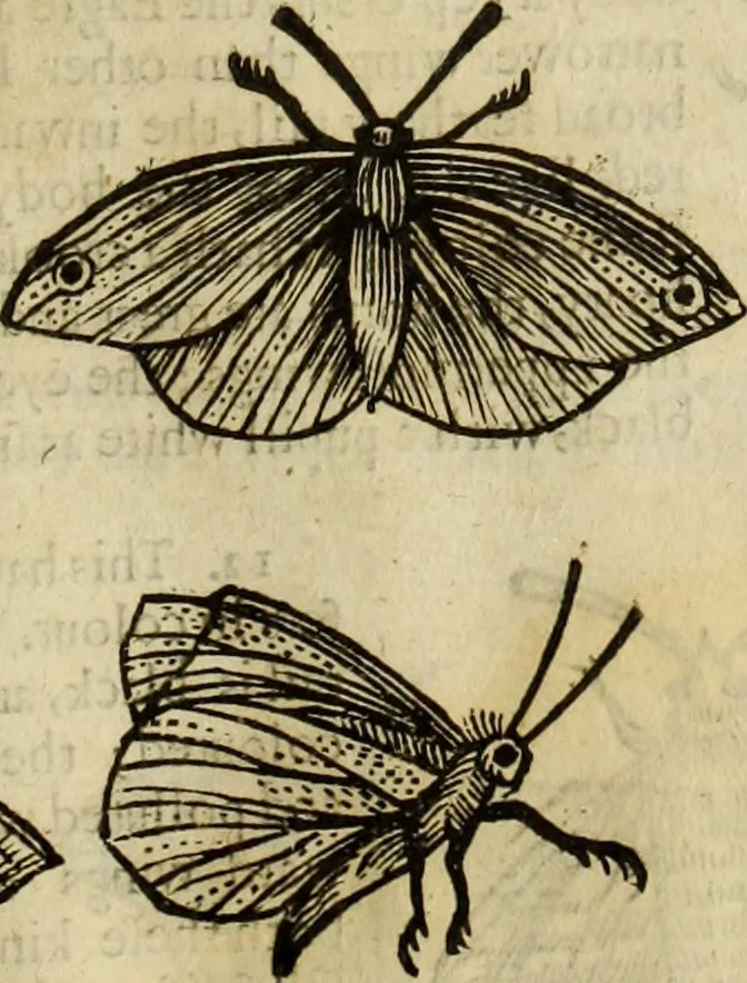 An illustration from The history of four-footed beasts and serpents., 1658, leaf 934