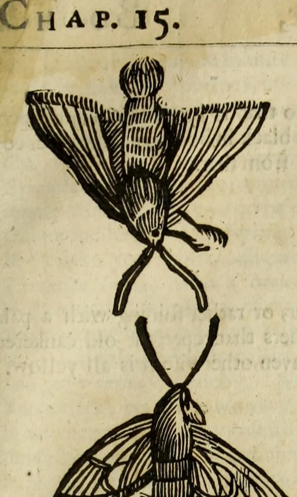 An illustration from The history of four-footed beasts and serpents., 1658, leaf 936