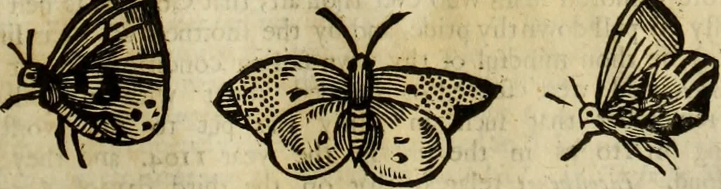 An illustration from The history of four-footed beasts and serpents., 1658, leaf 936