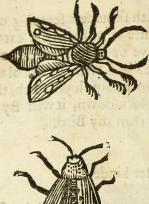 An illustration from The history of four-footed beasts and serpents., 1658, leaf 937