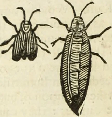 An illustration from The history of four-footed beasts and serpents., 1658, leaf 939