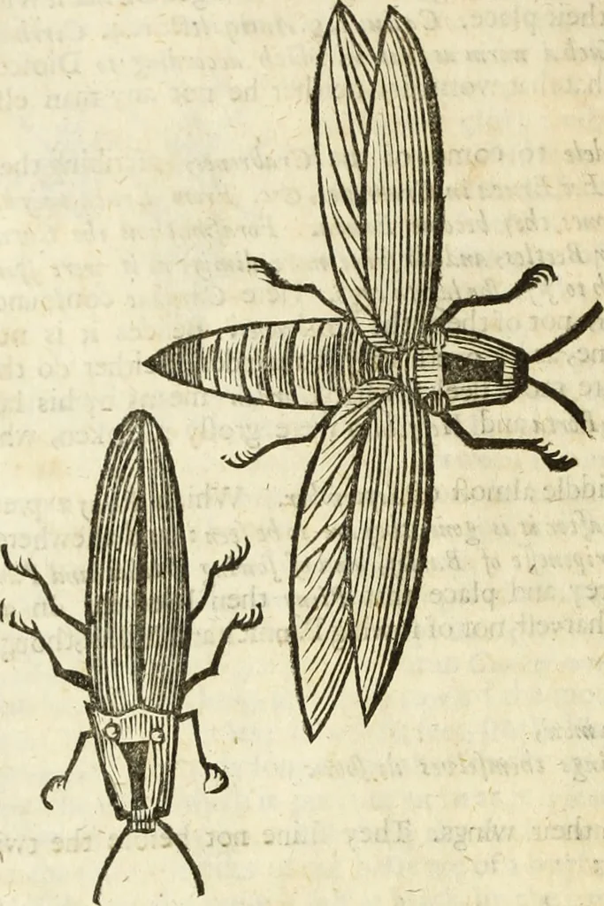An illustration from The history of four-footed beasts and serpents., 1658, leaf 941
