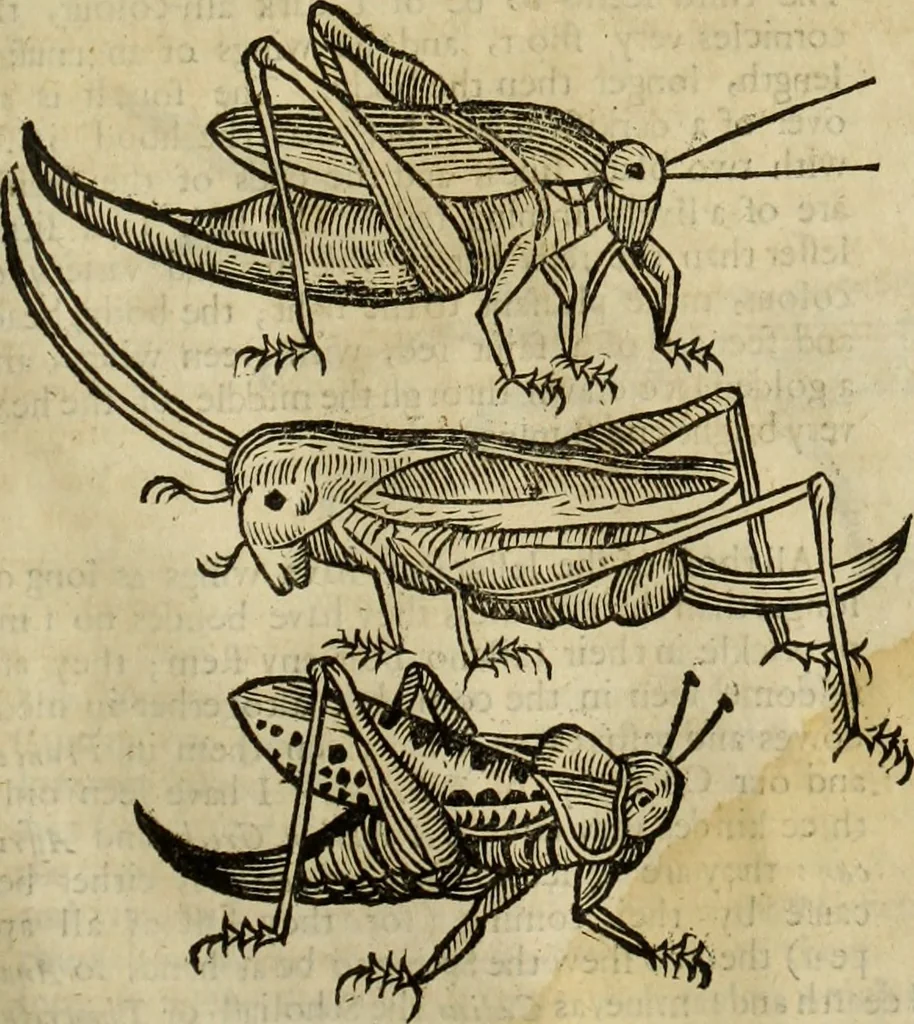An illustration from The history of four-footed beasts and serpents., 1658, leaf 944