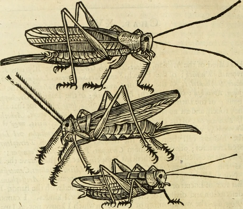 An illustration from The history of four-footed beasts and serpents., 1658, leaf 945