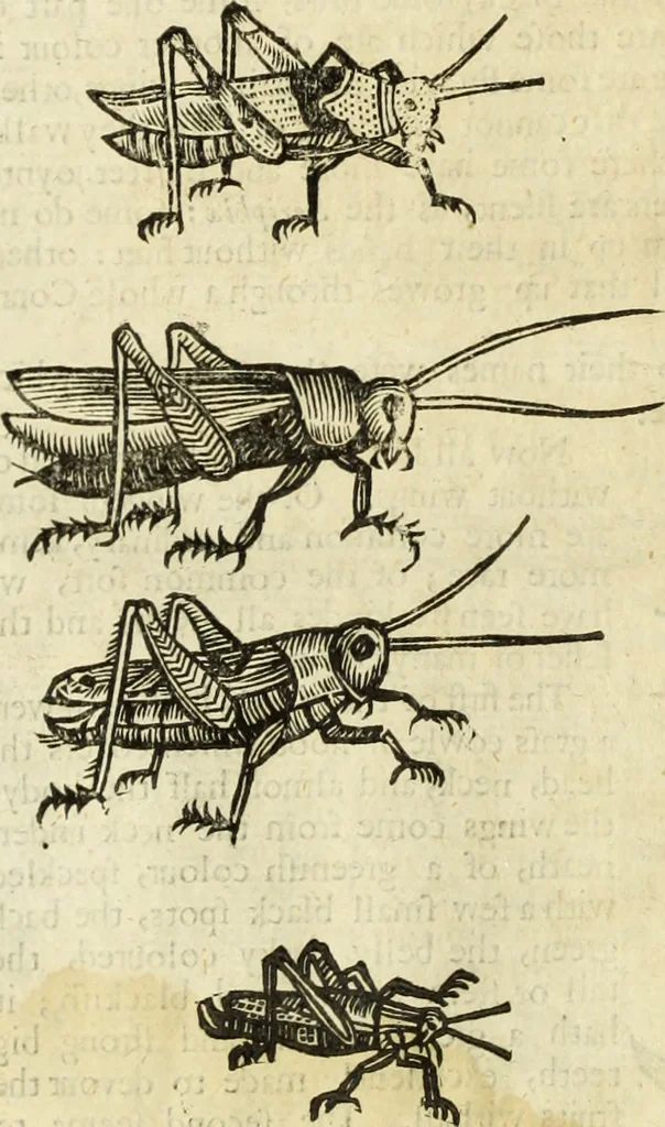 An illustration from The history of four-footed beasts and serpents., 1658, leaf 945
