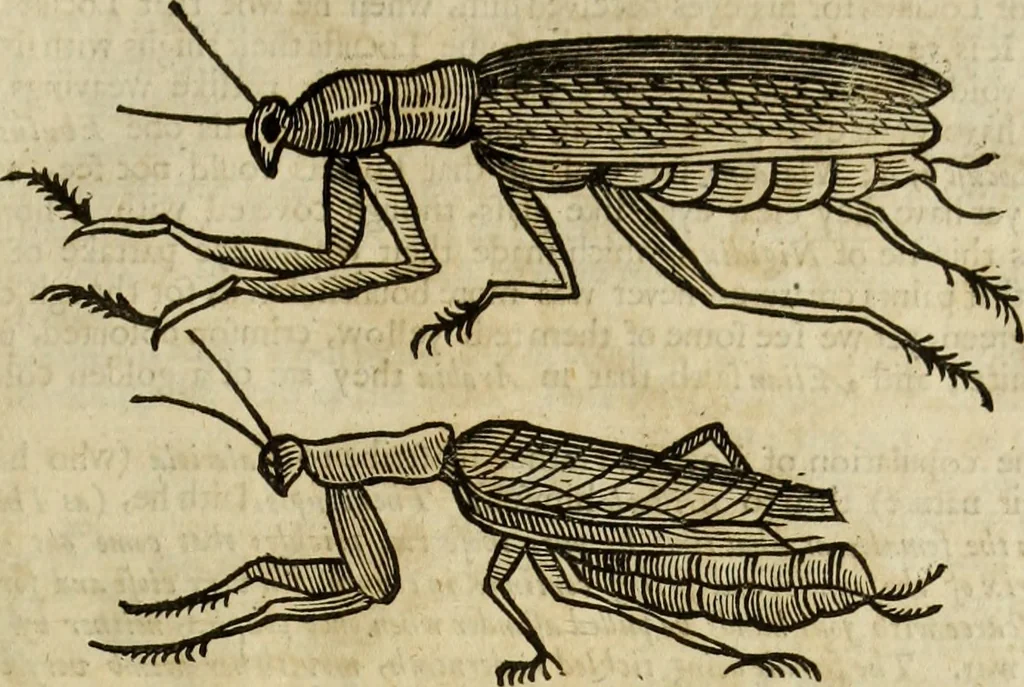 An illustration from The history of four-footed beasts and serpents., 1658, leaf 946