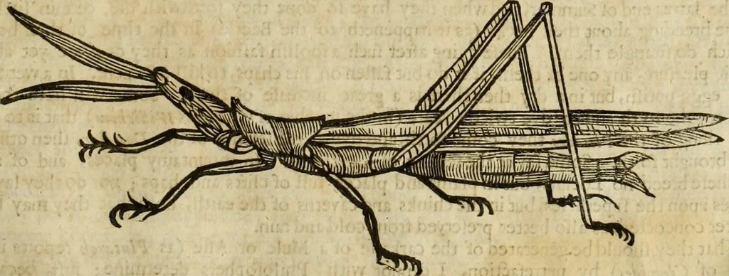 An illustration from The history of four-footed beasts and serpents., 1658, leaf 946