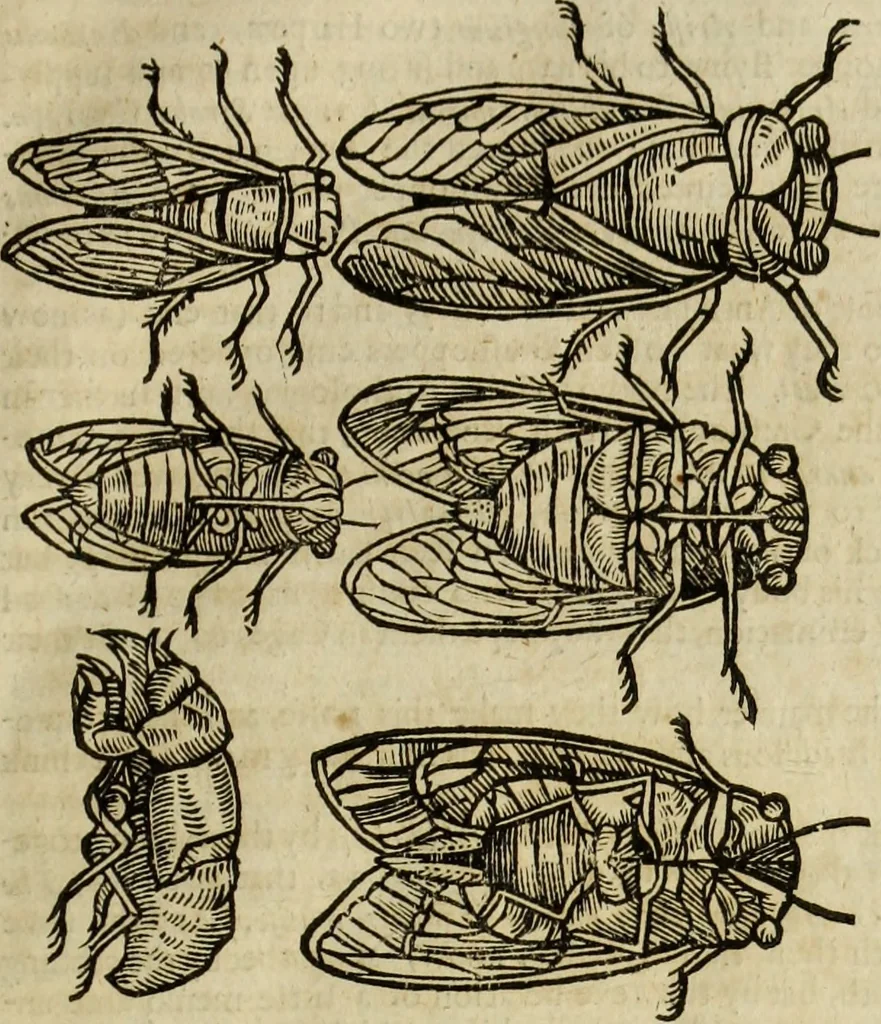 An illustration from The history of four-footed beasts and serpents., 1658, leaf 954