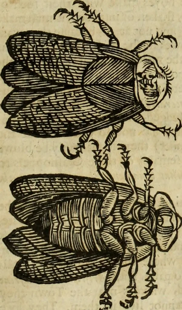 An illustration from The history of four-footed beasts and serpents., 1658, leaf 954