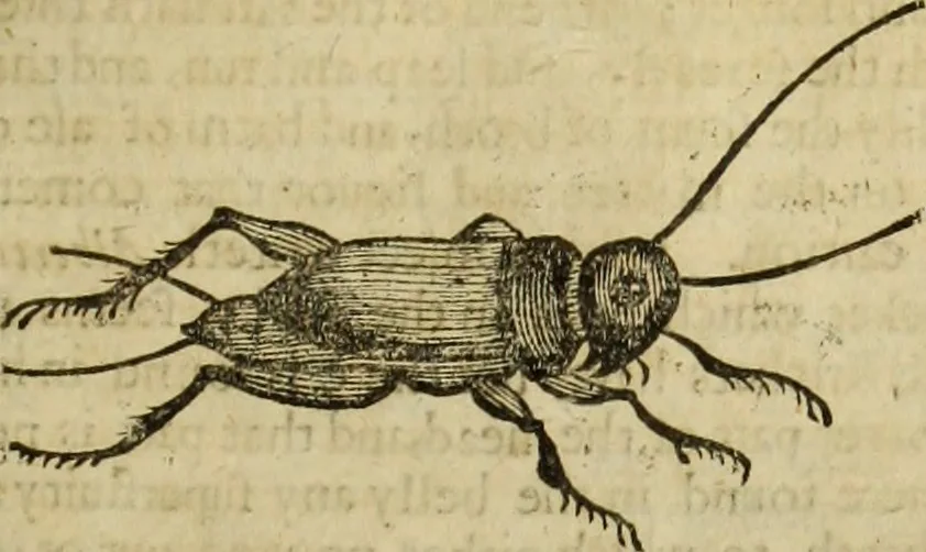 An illustration from The history of four-footed beasts and serpents., 1658, leaf 958