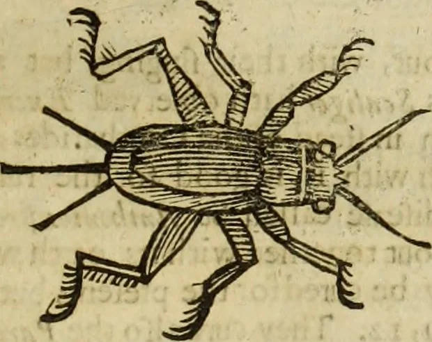 An illustration from The history of four-footed beasts and serpents., 1658, leaf 958
