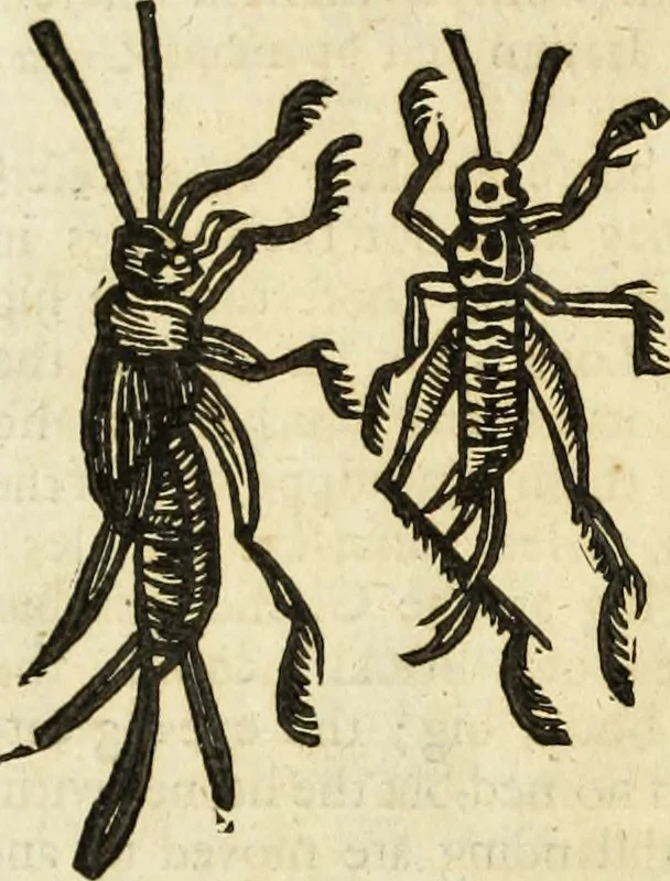 An illustration from The history of four-footed beasts and serpents., 1658, leaf 959