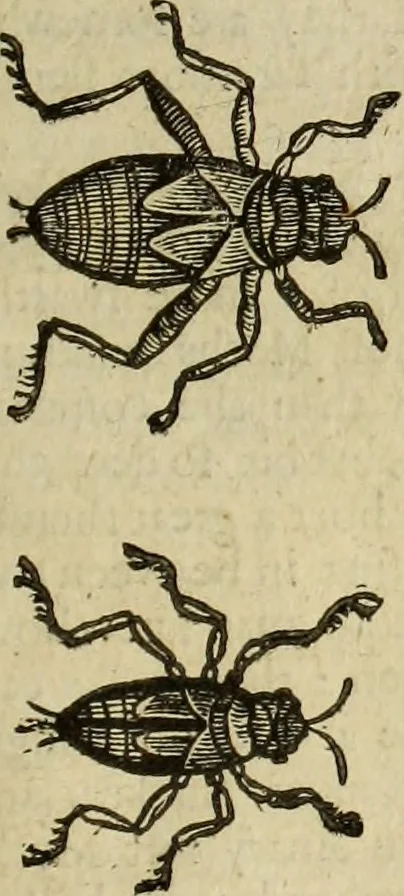 An illustration from The history of four-footed beasts and serpents., 1658, leaf 960