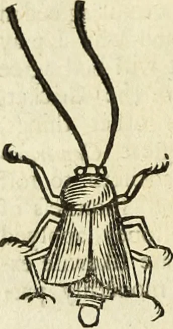 An illustration from The history of four-footed beasts and serpents., 1658, leaf 961