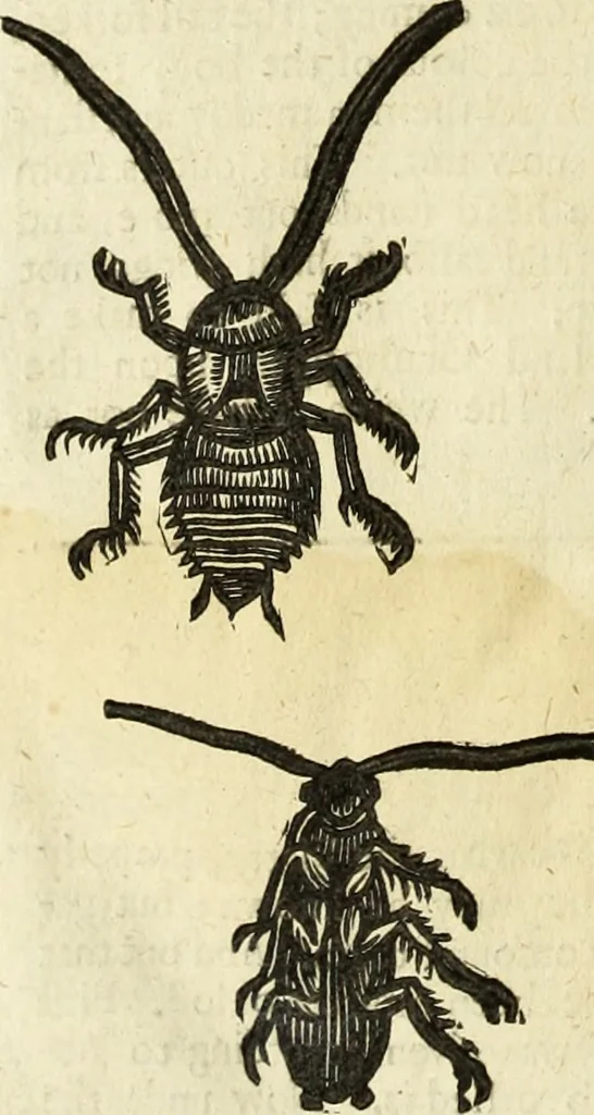 An illustration from The history of four-footed beasts and serpents., 1658, leaf 961