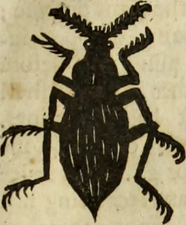 An illustration from The history of four-footed beasts and serpents., 1658, leaf 962
