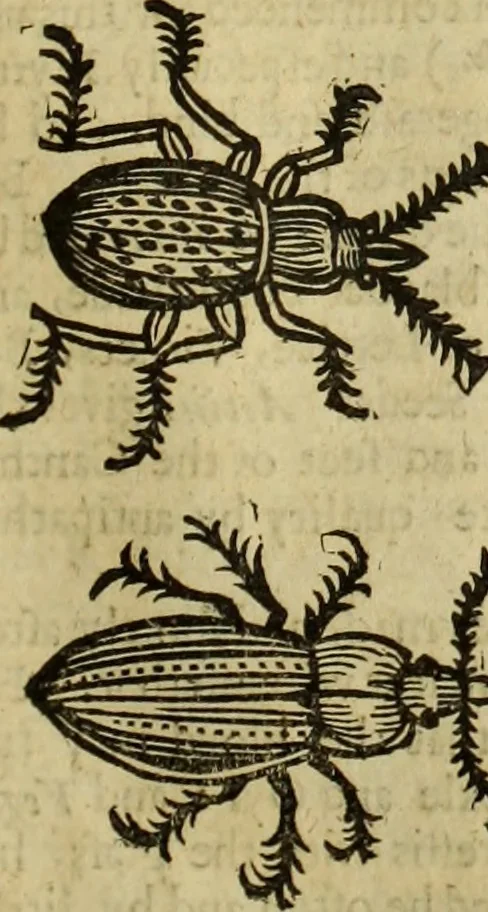 An illustration from The history of four-footed beasts and serpents., 1658, leaf 964