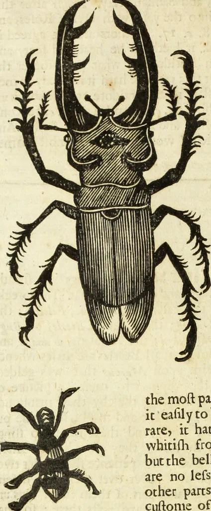 An illustration from The history of four-footed beasts and serpents., 1658, leaf 969