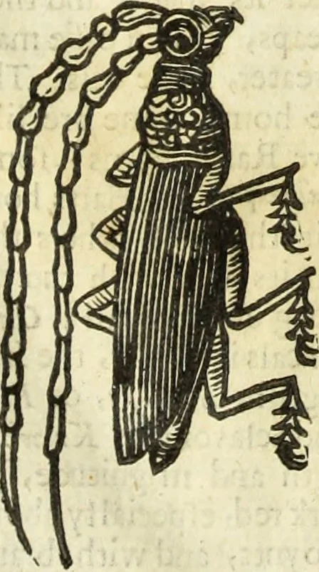 An illustration from The history of four-footed beasts and serpents., 1658, leaf 969