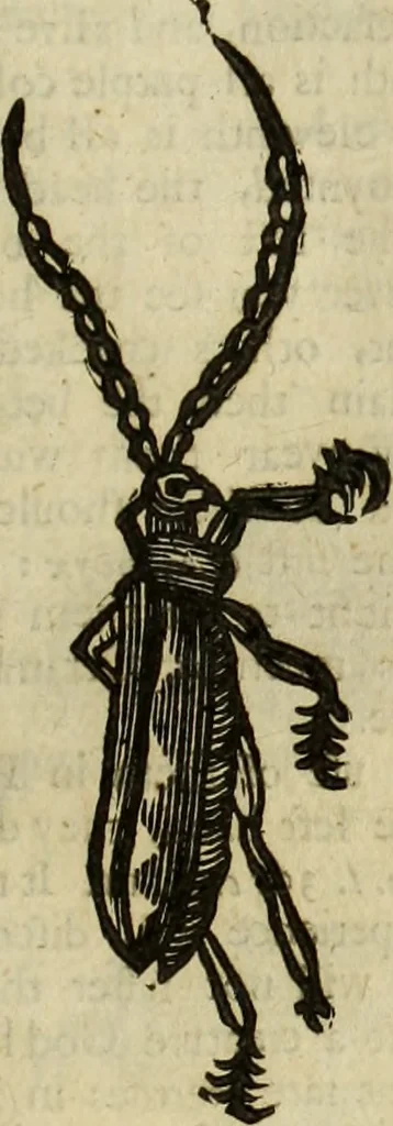 An illustration from The history of four-footed beasts and serpents., 1658, leaf 970