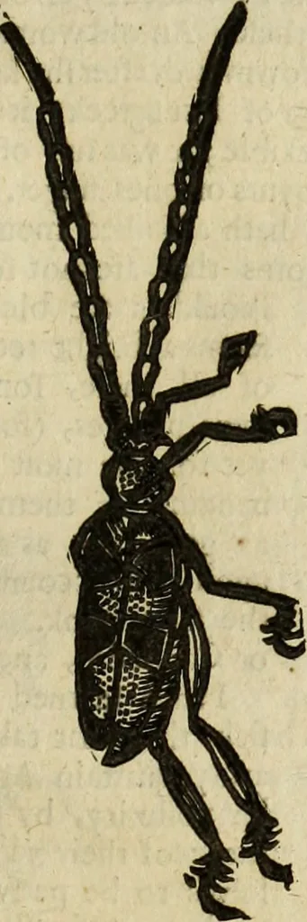 An illustration from The history of four-footed beasts and serpents., 1658, leaf 970