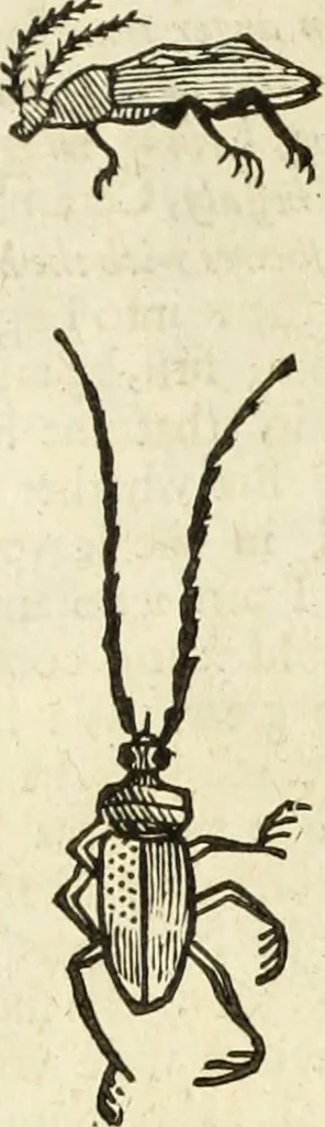 An illustration from The history of four-footed beasts and serpents., 1658, leaf 971