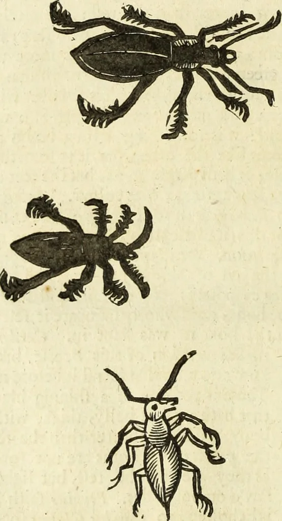 An illustration from The history of four-footed beasts and serpents., 1658, leaf 971