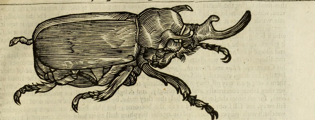 An illustration from The history of four-footed beasts and serpents., 1658, leaf 972