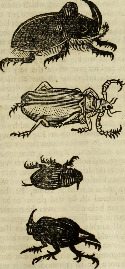 An illustration from The history of four-footed beasts and serpents., 1658, leaf 972