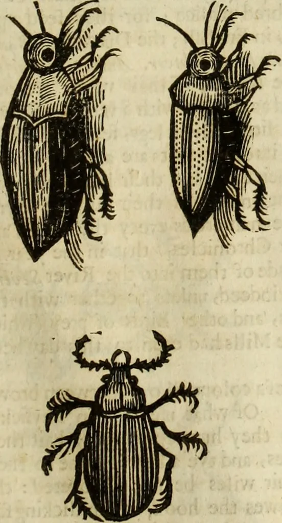 An illustration from The history of four-footed beasts and serpents., 1658, leaf 976