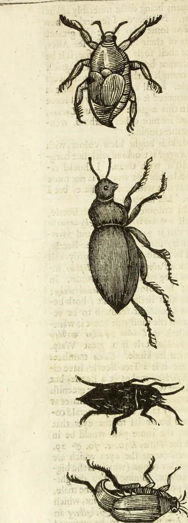 An illustration from The history of four-footed beasts and serpents., 1658, leaf 977