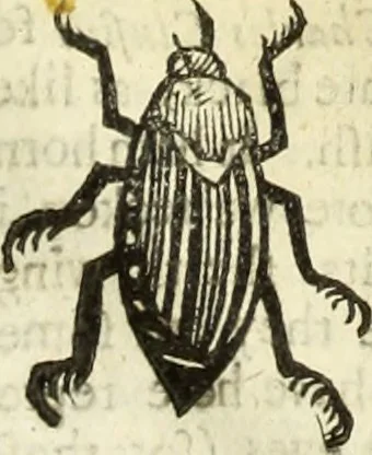 An illustration from The history of four-footed beasts and serpents., 1658, leaf 977