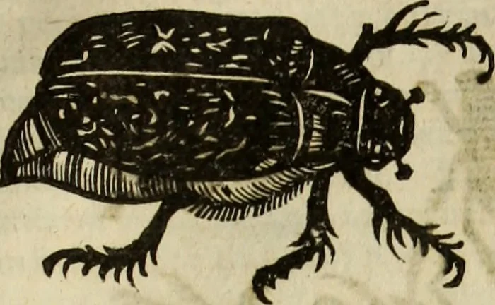 An illustration from The history of four-footed beasts and serpents., 1658, leaf 978