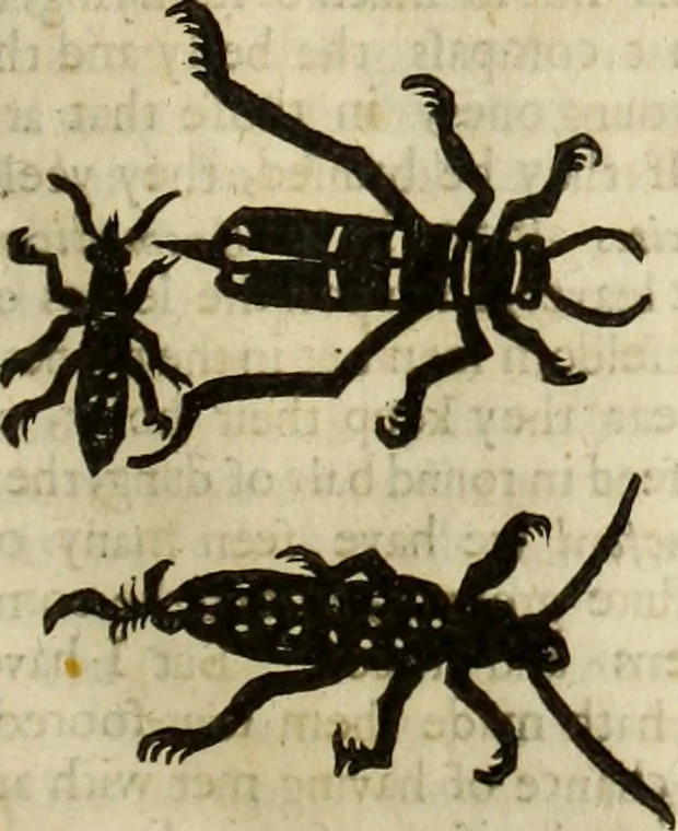 An illustration from The history of four-footed beasts and serpents., 1658, leaf 978