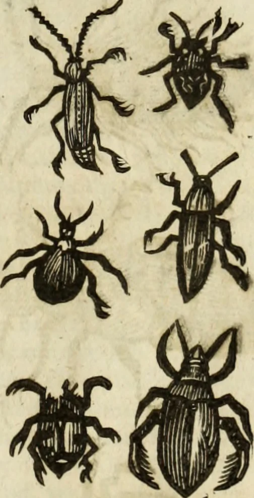 An illustration from The history of four-footed beasts and serpents., 1658, leaf 978
