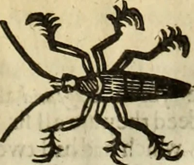 An illustration from The history of four-footed beasts and serpents., 1658, leaf 978