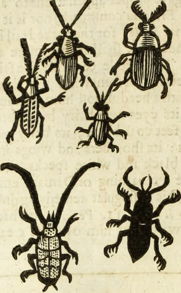 An illustration from The history of four-footed beasts and serpents., 1658, leaf 979