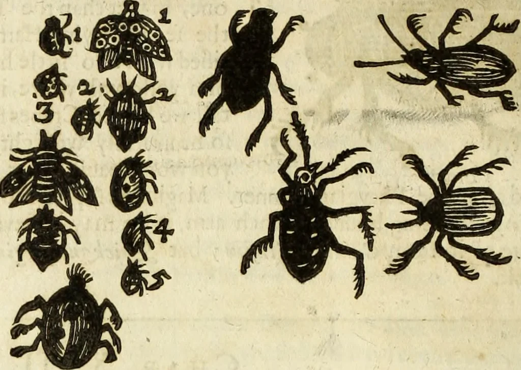 An illustration from The history of four-footed beasts and serpents., 1658, leaf 979